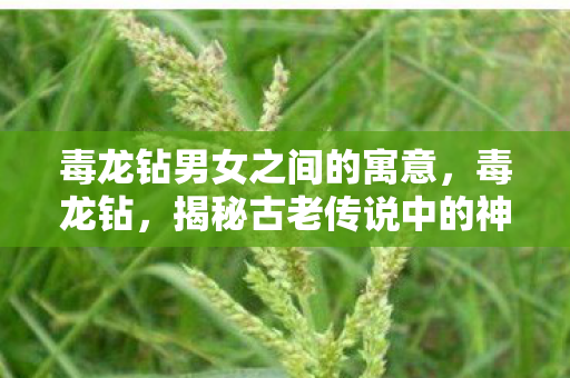 毒龙钻男女之间的寓意,毒龙钻,揭秘古老传说中的神秘武器 毒龙钻男女之间的寓意,毒龙钻,揭秘古老传说中的神秘武器