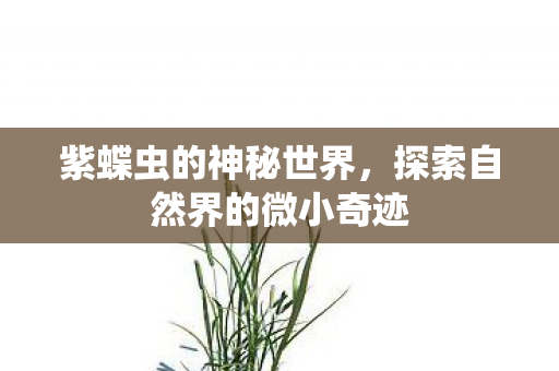 紫蝶虫的神秘世界,探索自然界的微小奇迹 紫蝶虫的神秘世界,探索自然界的微小奇迹