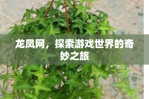 龙凤网,探索游戏世界的奇妙之旅 龙凤网,探索游戏世界的奇妙之旅