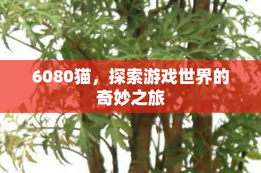 6080猫,探索游戏世界的奇妙之旅 6080猫,探索游戏世界的奇妙之旅