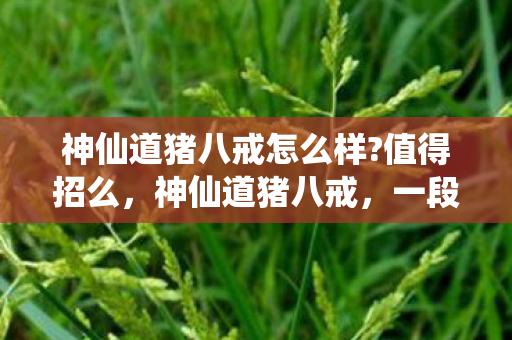 神仙道猪八戒怎么样?值得招么,神仙道猪八戒,一段传奇的冒险之旅 神仙道猪八戒怎么样?值得招么,神仙道猪八戒,一段传奇的冒险之旅