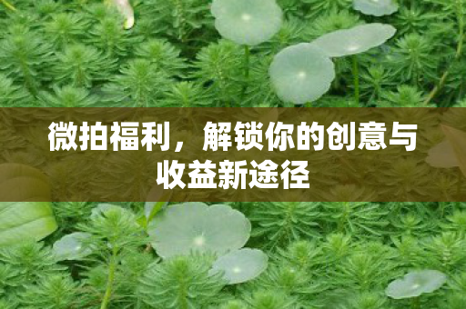 微拍福利,解锁你的创意与收益新途径 微拍福利,解锁你的创意与收益新途径