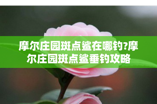 摩尔庄园斑点鲨在哪钓?摩尔庄园斑点鲨垂钓攻略 摩尔庄园斑点鲨在哪钓?摩尔庄园斑点鲨垂钓攻略