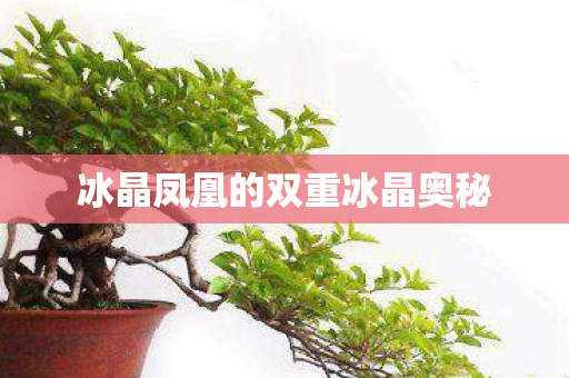 冰晶凤凰的双重冰晶奥秘 冰晶凤凰的双重冰晶奥秘