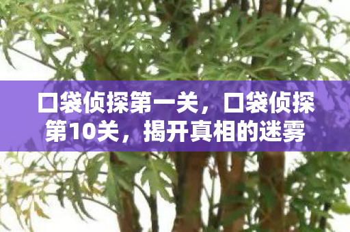 口袋侦探第一关，口袋侦探第10关，揭开真相的迷雾