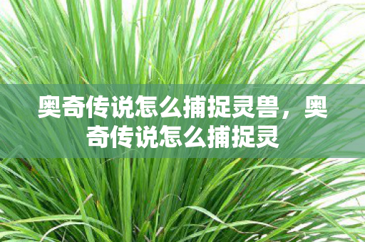 奥奇传说怎么捕捉灵兽，奥奇传说怎么捕捉灵