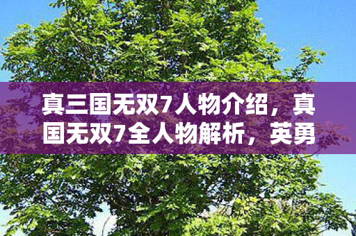 真三国无双7人物介绍，真国无双7全人物解析，英勇与智慧的碰撞