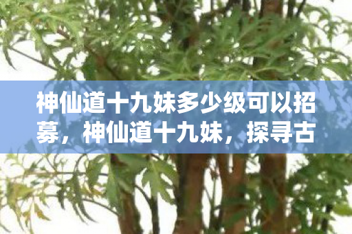 神仙道十九妹多少级可以招募，神仙道十九妹，探寻古典仙侠世界的魅力