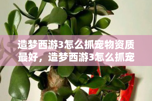 造梦西游3怎么抓宠物资质最好,造梦西游3怎么抓宠物 造梦西游3怎么抓宠物资质最好,造梦西游3怎么抓宠物