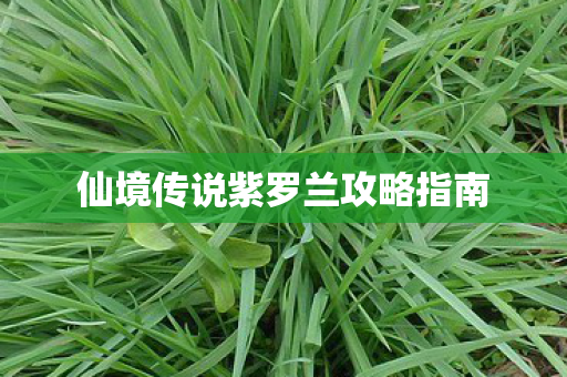 仙境传说紫罗兰攻略指南 仙境传说紫罗兰攻略指南