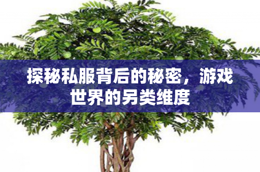 探秘私服背后的秘密,游戏世界的另类维度 探秘私服背后的秘密,游戏世界的另类维度