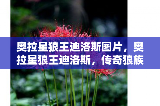奥拉星狼王迪洛斯图片,奥拉星狼王迪洛斯,传奇狼族的荣耀与辉煌 奥拉星狼王迪洛斯图片,奥拉星狼王迪洛斯,传奇狼族的荣耀与辉煌