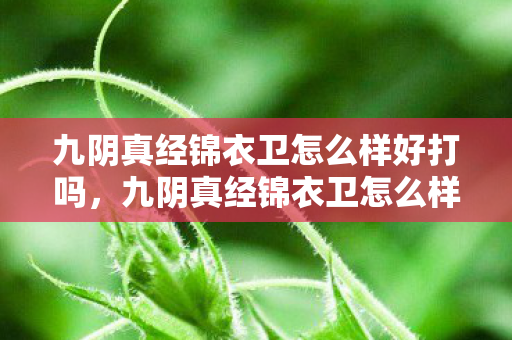 九阴真经锦衣卫怎么样好打吗,九阴真经锦衣卫怎么样,深度解析其游戏特色与玩法 九阴真经锦衣卫怎么样好打吗,九阴真经锦衣卫怎么样,深度解析其游戏特色与玩法