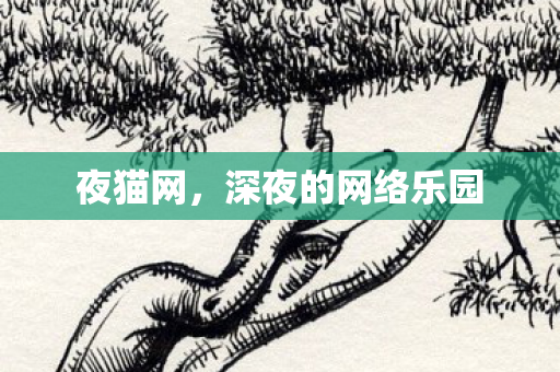 夜猫网，深夜的网络乐园