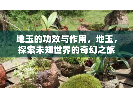 地玉的功效与作用,地玉,探索未知世界的奇幻之旅 地玉的功效与作用,地玉,探索未知世界的奇幻之旅