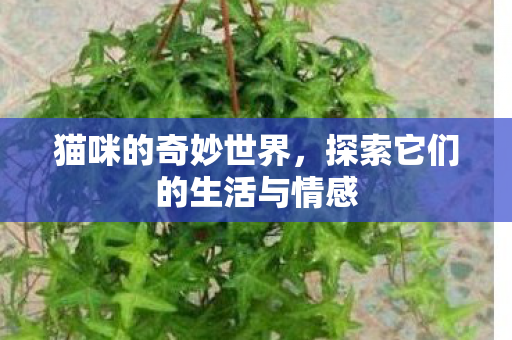 猫咪的奇妙世界,探索它们的生活与情感 猫咪的奇妙世界,探索它们的生活与情感