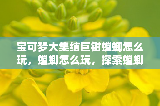 宝可梦大集结巨钳螳螂怎么玩，螳螂怎么玩，探索螳螂的趣味玩法与养护指南