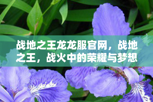 战地之王龙龙服官网,战地之王,战火中的荣耀与梦想 战地之王龙龙服官网,战地之王,战火中的荣耀与梦想