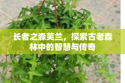 长者之森芙兰,探索古老森林中的智慧与传奇 长者之森芙兰,探索古老森林中的智慧与传奇