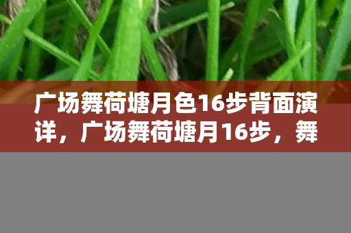 广场舞荷塘月色16步背面演详,广场舞荷塘月16步,舞动月光下的荷塘风情 广场舞荷塘月色16步背面演详,广场舞荷塘月16步,舞动月光下的荷塘风情