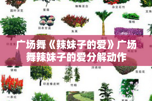 广场舞《辣妹子的爱》广场舞辣妹子的爱分解动作 广场舞《辣妹子的爱》广场舞辣妹子的爱分解动作