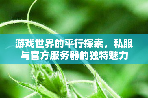 游戏世界的平行探索，私服与官方服务器的独特魅力