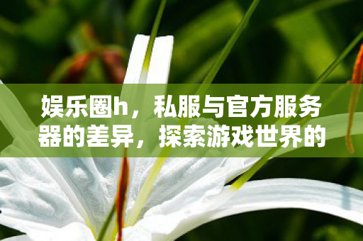娱乐圈h，私服与官方服务器的差异，探索游戏世界的另一面