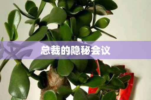总裁的隐秘会议 总裁的隐秘会议