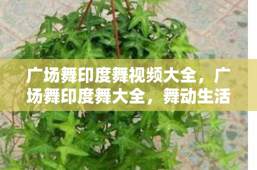 广场舞印度舞视频大全，广场舞印度舞大全，舞动生活的艺术