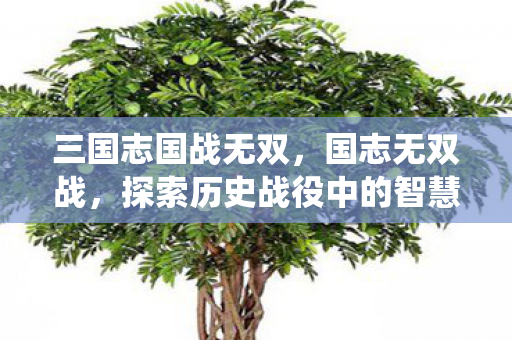 三国志国战无双,国志无双战,探索历史战役中的智慧与勇气 三国志国战无双,国志无双战,探索历史战役中的智慧与勇气