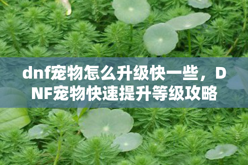 dnf宠物怎么升级快一些,DNF宠物快速提升等级攻略 dnf宠物怎么升级快一些,DNF宠物快速提升等级攻略