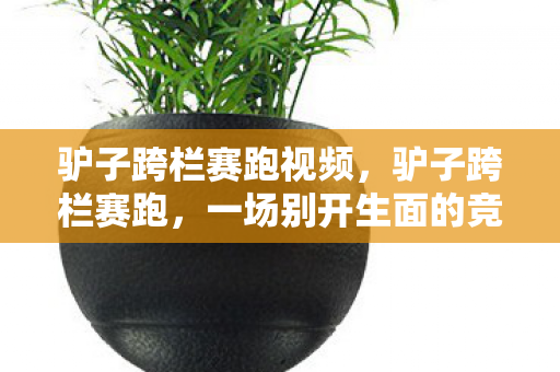 驴子跨栏赛跑视频，驴子跨栏赛跑，一场别开生面的竞技盛宴