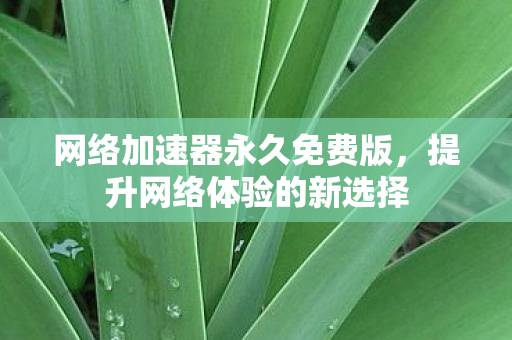 网络加速器永久免费版，提升网络体验的新选择