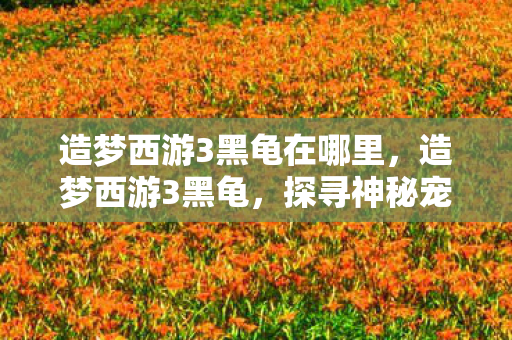 造梦西游3黑龟在哪里，造梦西游3黑龟，探寻神秘宠物背后的故事