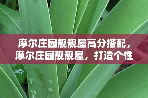 摩尔庄园靓靓屋高分搭配，摩尔庄园靓靓屋，打造个性化庄园，尽享创意与乐趣