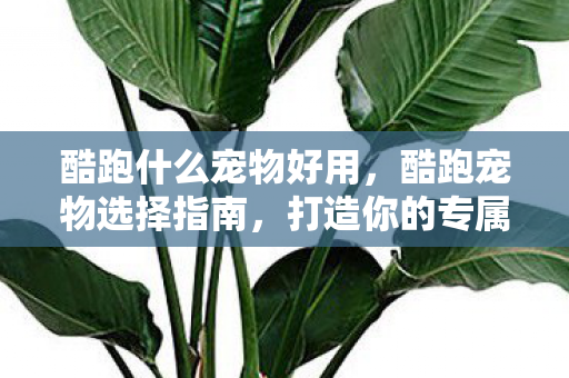 酷跑什么宠物好用，酷跑宠物选择指南，打造你的专属萌宠伙伴