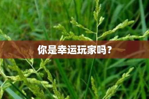 你是幸运玩家吗? 你是幸运玩家吗?