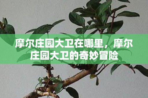 摩尔庄园大卫在哪里,摩尔庄园大卫的奇妙冒险 摩尔庄园大卫在哪里,摩尔庄园大卫的奇妙冒险