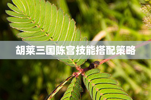 胡莱三国陈宫技能搭配策略
