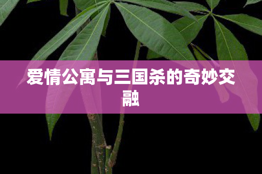 爱情公寓与三国杀的奇妙交融 爱情公寓与三国杀的奇妙交融