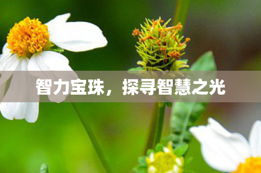 智力宝珠,探寻智慧之光 智力宝珠,探寻智慧之光