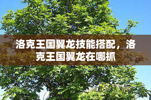 洛克王国翼龙技能搭配,洛克王国翼龙在哪抓 洛克王国翼龙技能搭配,洛克王国翼龙在哪抓