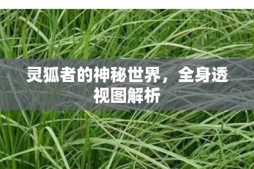 灵狐者的神秘世界，全身透视图解析