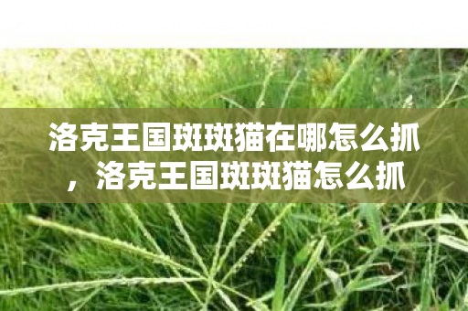 洛克王国斑斑猫在哪怎么抓，洛克王国斑斑猫怎么抓