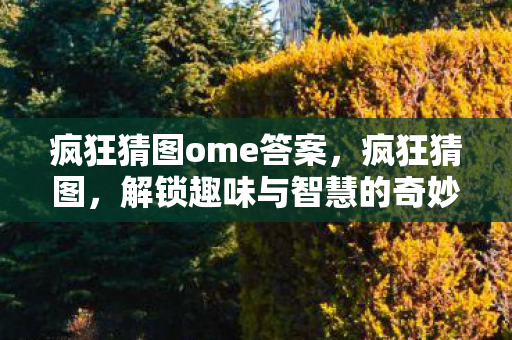 疯狂猜图ome答案，疯狂猜图，解锁趣味与智慧的奇妙之旅