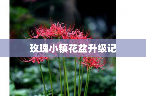 玫瑰小镇花盆升级记 玫瑰小镇花盆升级记