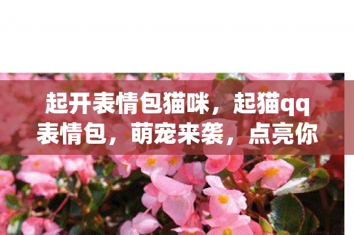 起开表情包猫咪，起猫qq表情包，萌宠来袭，点亮你的聊天窗口