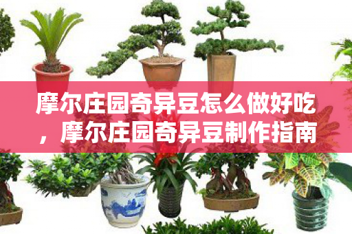摩尔庄园奇异豆怎么做好吃,摩尔庄园奇异豆制作指南 摩尔庄园奇异豆怎么做好吃,摩尔庄园奇异豆制作指南
