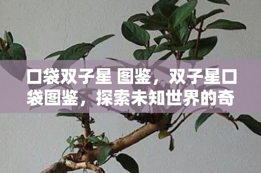 口袋双子星 图鉴，双子星口袋图鉴，探索未知世界的奇妙之旅