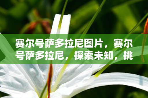 赛尔号萨多拉尼图片,赛尔号萨多拉尼,探索未知,挑战极限 赛尔号萨多拉尼图片,赛尔号萨多拉尼,探索未知,挑战极限